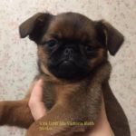 Литер "I" щенки пти брабансона, дата рождения 7.10.2017 проданы