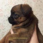 Литер "I" щенки пти брабансона, дата рождения 7.10.2017 проданы